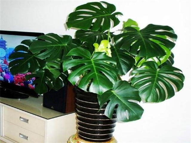 ��ȩ��(du��)�ЋD��Σ������Щ��